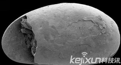 古生物性器官里发现世界最古老精子，化石精子大揭秘