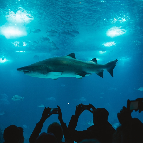 研究表明：过度捕捞导致鲨鱼濒临灭绝