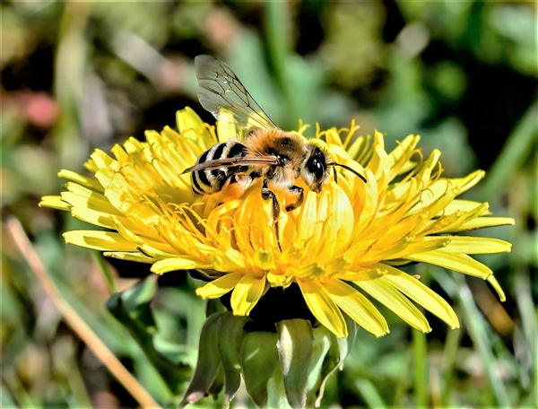 研究表明：混合杀虫剂能给蜜蜂带来多重打击