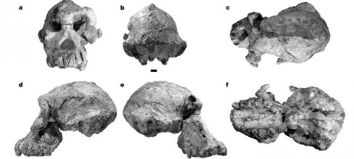 考古发现南方古猿湖畔种头骨 来自420万年至380万年前