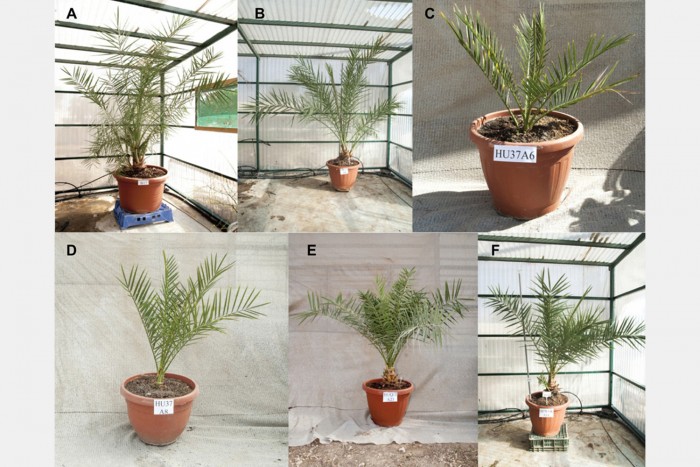 Scientists-Grow-Date-Palms-From-2000-Year-Old-Seeds.jpg