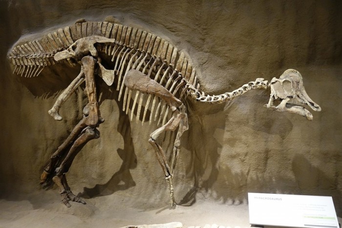 古生物学家在7500万年前的恐龙化石中发现DNA和蛋白质