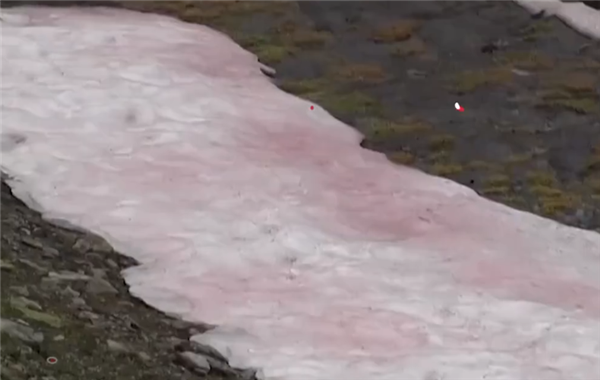 阿尔卑斯山中出现粉红色冰川 专家：可能是危险信号