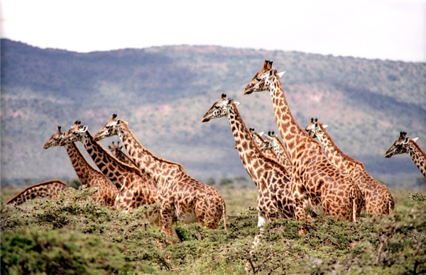身高不足3米！科学家发现侏儒长颈鹿：身高只有正常同类的一半