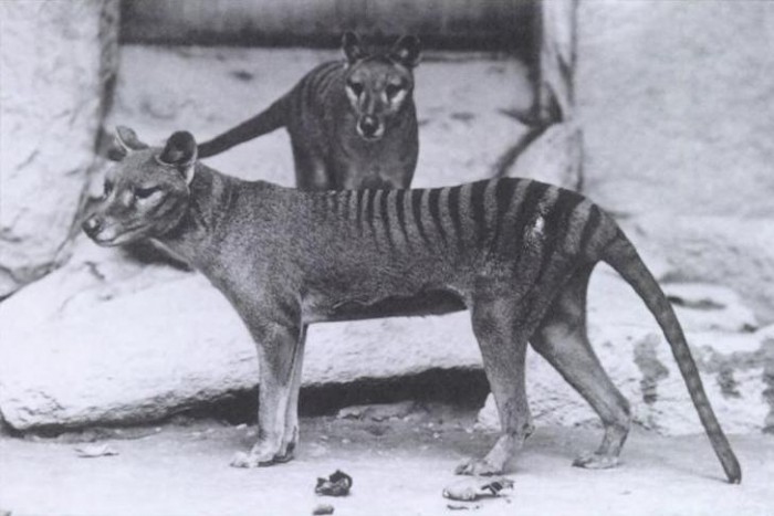 澳大利亚有人声称发现了已灭绝的塔斯马尼亚虎