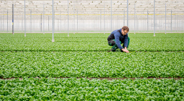 促进温室蔬菜的生长是DAC的应用之一