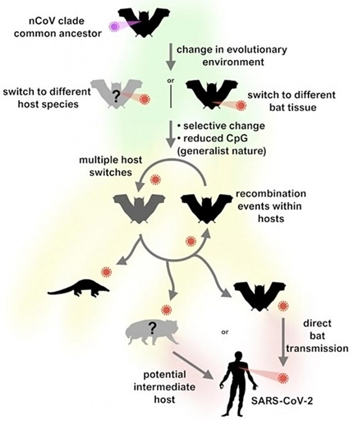 新研究：SARS-CoV-2在从蝙蝠传播到人类的过程中并没有多大变化