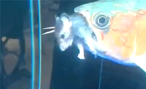 深圳一宠物鱼惊呆众人：竟在鱼缸里吃老鼠