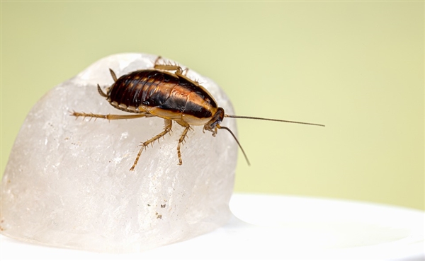 蟑螂被送上太空12天后：变得更健壮、速度更快