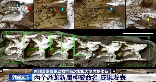 新疆哈密首次发现大型恐龙化石：体长超20米 命名为中国丝路巨龙