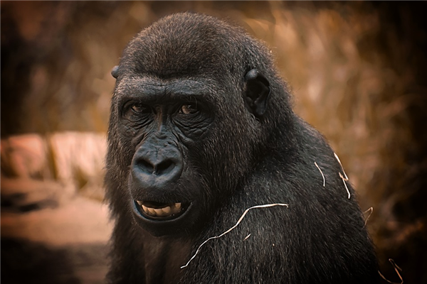 美国动物园发生聚集性感染：13只大猩猩新冠病毒检测呈阳性