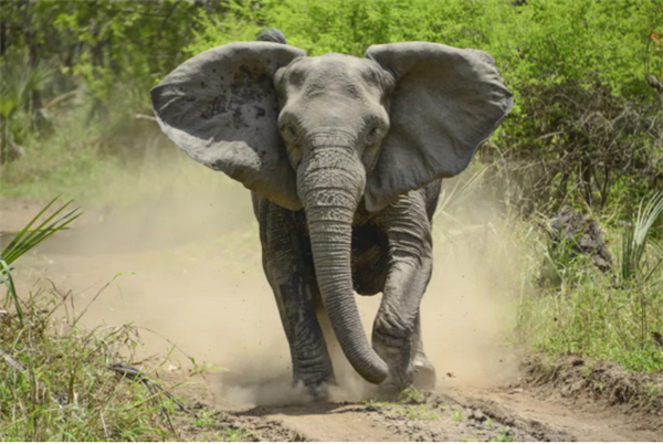 偷猎让非洲象“被迫进化”：不敢长象牙了