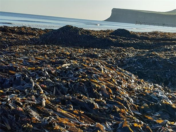 英国海岸惊现大量海洋生物尸体：堆成齐腰高的“小山”