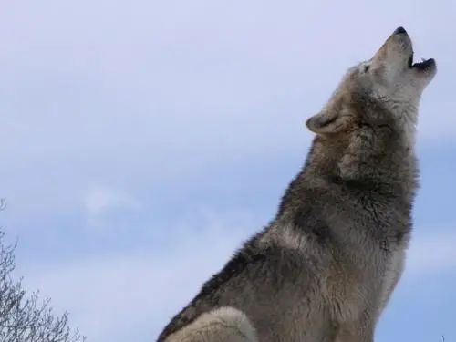 狼为什么要对月嚎叫？对日不行吗？