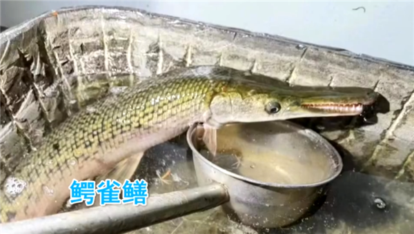 北京海淀一小区惊现怪鱼：长嘴尖牙像鳄鱼 专家称会伤人