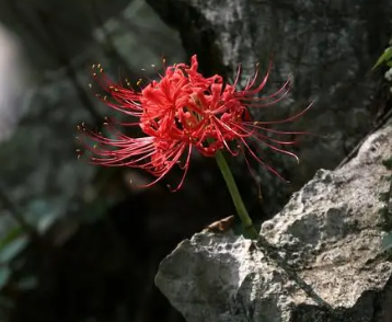 彼岸花的花语与象征（满满干货）