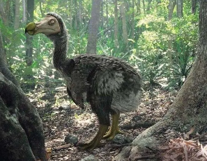 渡渡鸟为什么灭绝？是什么导致渡渡鸟的灭绝？（难以置信）