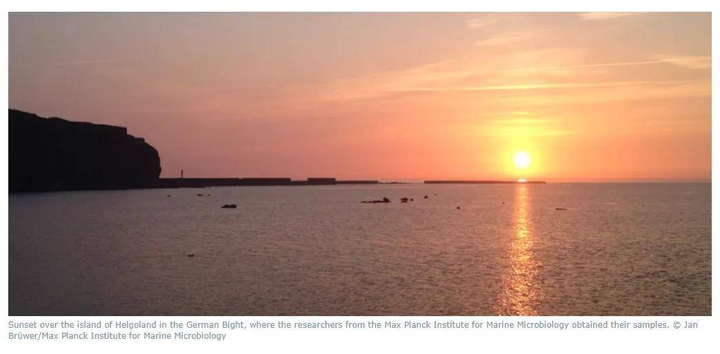 噬菌体大追踪！探秘海洋中的“僵尸细胞”现象 