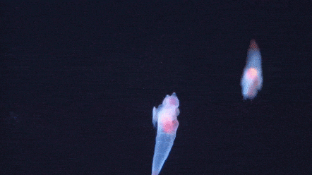 长得像海中天使的“神仙鱼”，实际是个恶魔：钟爱吸食同类内脏