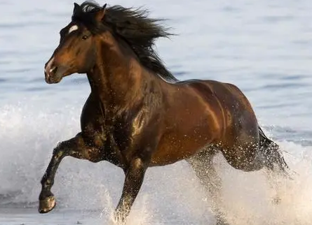 宋朝打不过辽金和蒙古是因为战马吗 宋朝为何不养战马（不要告诉别人）