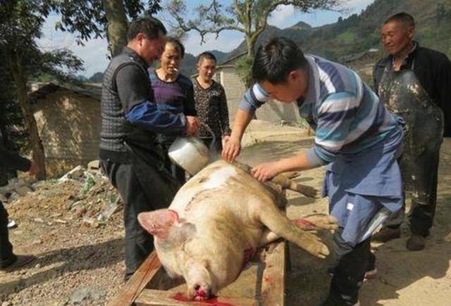 农村的屠夫，为什么大多中年就去世？民间的三种解释 