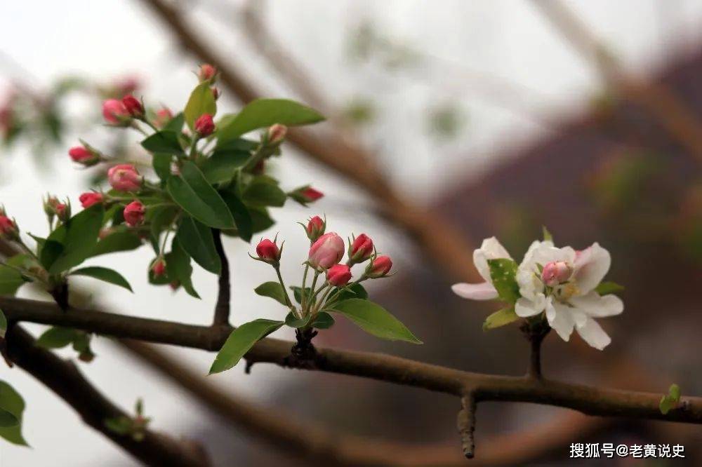 日本怪谈：母乳樱的传说 