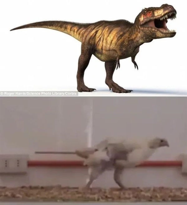 鸡和霸王龙有什么联系？但给鸡装上一条假尾巴：走路跟霸王龙一样