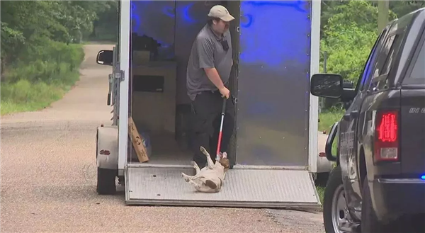 美国女孩喂流浪犬遭40只狗围咬致死:14只被实施安乐死