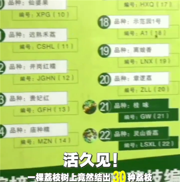 广西灵山惊现“百变荔枝王”！一棵荔枝树上竟然结出30种荔枝