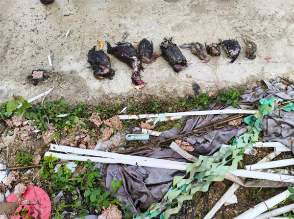 贪吃蛇一口气连吞8只鸡 结果吃太撑全吐出来了