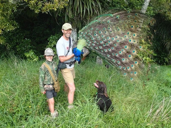 国外孔雀免费吃 新西兰农场来了一群孔雀 中国网红受邀前去狩猎