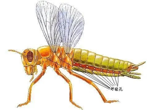 最早进入陆地的动物长什么样 它们又是如何进入陆地的