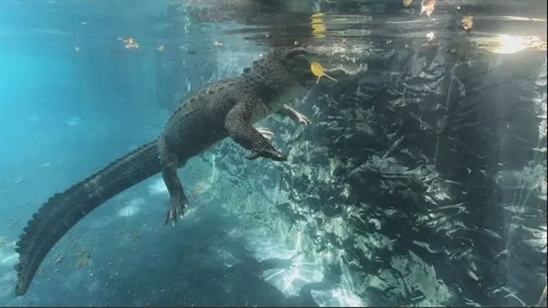 韩国汉江又发现“巨型水怪”!目击者称至少6米长:这可能是啥