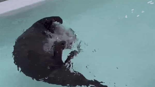 韩国汉江又发现“巨型水怪”!目击者称至少6米长:这可能是啥