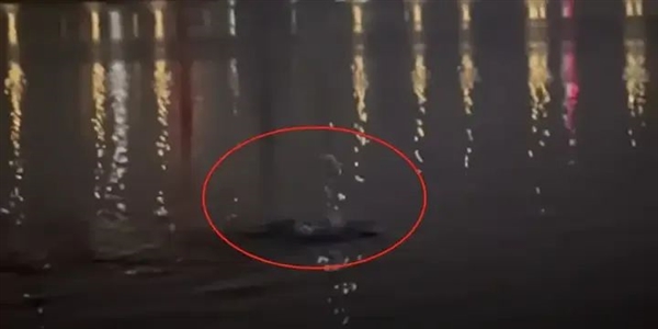 韩国汉江又发现“巨型水怪”!目击者称至少6米长:这可能是啥