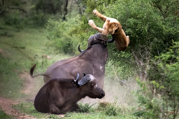 三人围猎一头非洲野牛 结果被反杀！美国富豪殒命当场