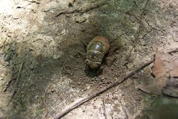 那些13年蝉和17年蝉 根据什么来判断自己在地下度过的时间