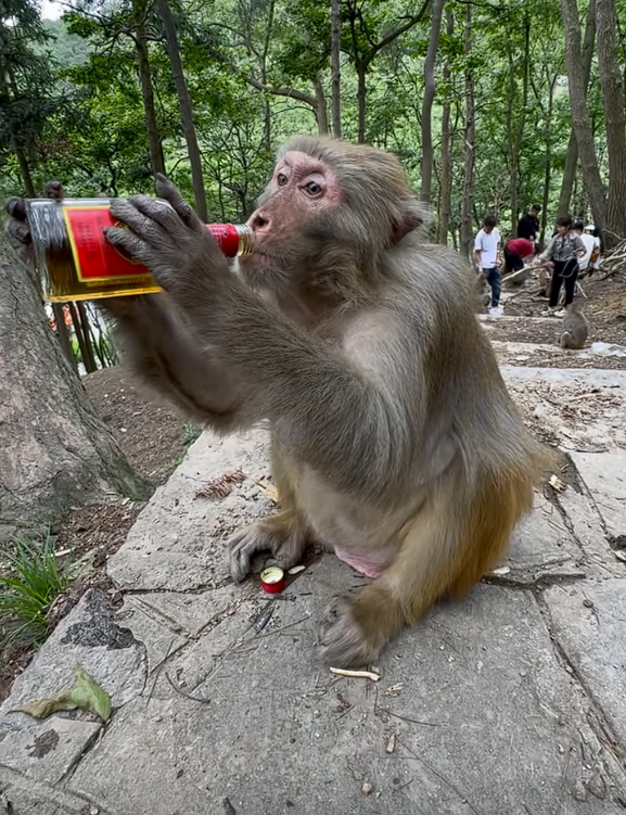 大爷喂野生猴子喝白酒 还夸其海量!景区回应