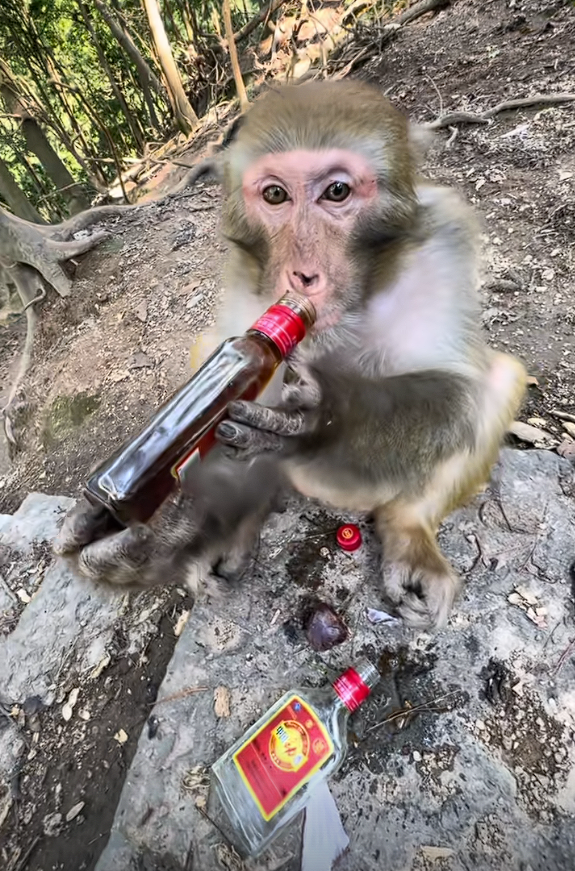 大爷喂野生猴子喝白酒 还夸其海量!景区回应