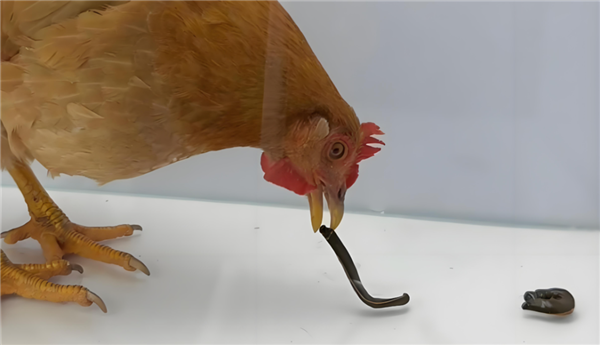 如果鸡吃了水蛭：它会寄生肠胃 长期吸血吗？