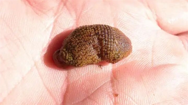 如果鸡吃了水蛭：它会寄生肠胃 长期吸血吗？