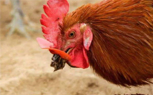 如果鸡吃了水蛭：它会寄生肠胃 长期吸血吗？