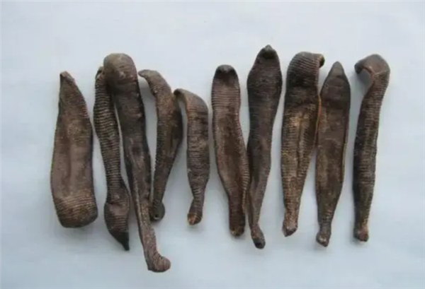 如果鸡吃了水蛭：它会寄生肠胃 长期吸血吗？