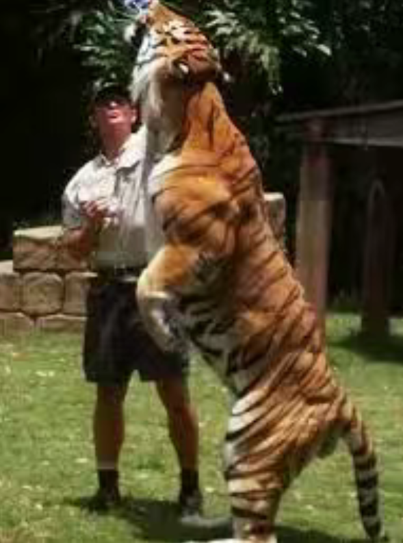 成年老虎的肌肉 还是相当惊人的！