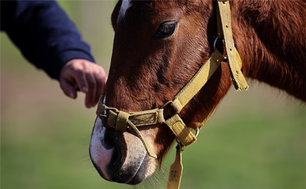 阿根廷首批“基因编辑马”上线 跑得飞快但被禁止参赛!