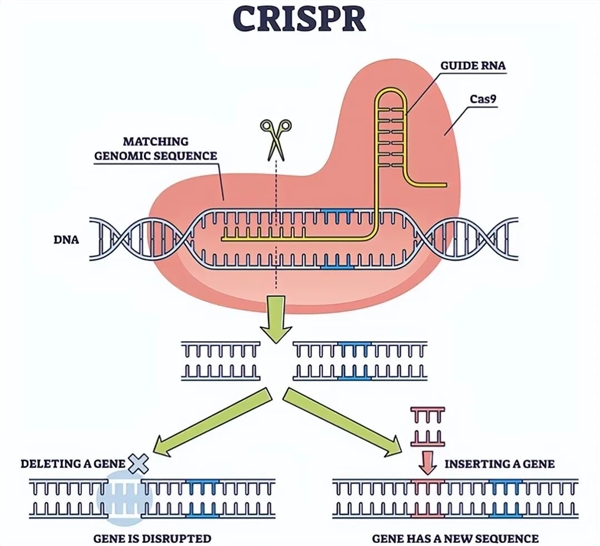 阿根廷首批“基因编辑马”上线 跑得飞快但被禁止参赛!