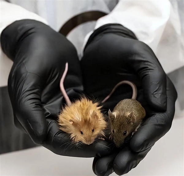 阿根廷首批“基因编辑马”上线 跑得飞快但被禁止参赛!