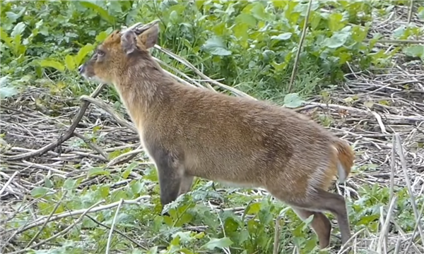 惊呼“是龙吗” 游客称虎跳峡现头上有角不明生物：官方回应