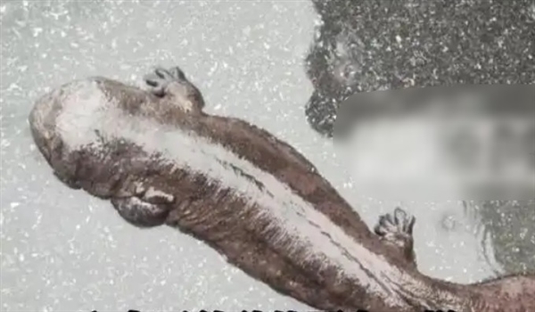 男子上班捡到迷路娃娃鱼后报警 林业局：是野生的已放生