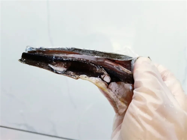 “国民廉价鱼”带鱼原来一直被低估!